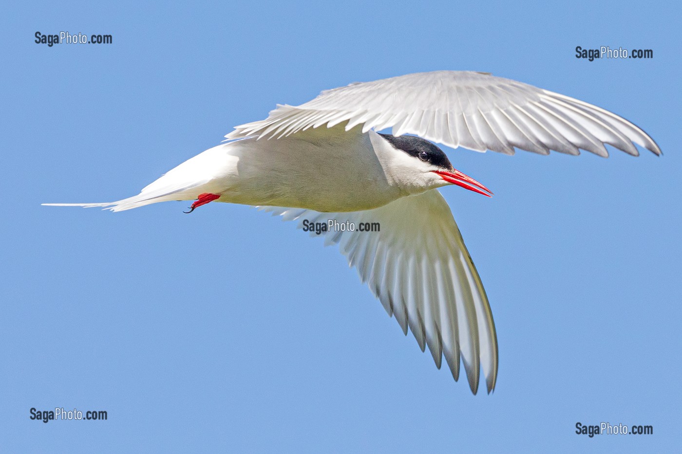 STERNES ARCTIQUES, ILE DE VIGUR, RESERVE ORNITHOLOGIQUE D'OISEAUX MARINS, FJORD ISAFJARDARJUP, ISLANDE, EUROPE 