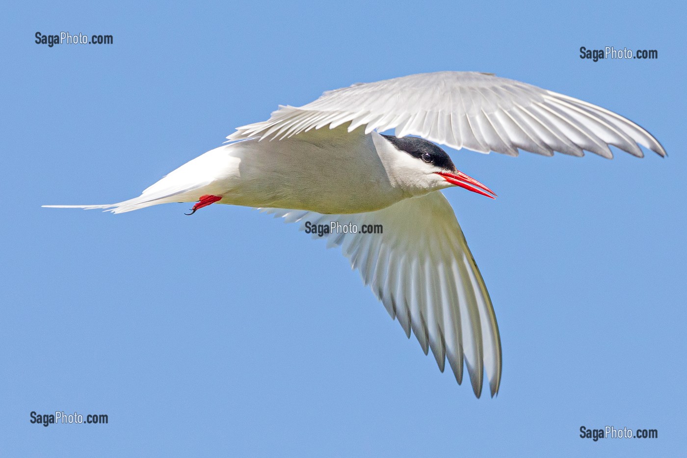 STERNES ARCTIQUES, ILE DE VIGUR, RESERVE ORNITHOLOGIQUE D'OISEAUX MARINS, FJORD ISAFJARDARJUP, ISLANDE, EUROPE 