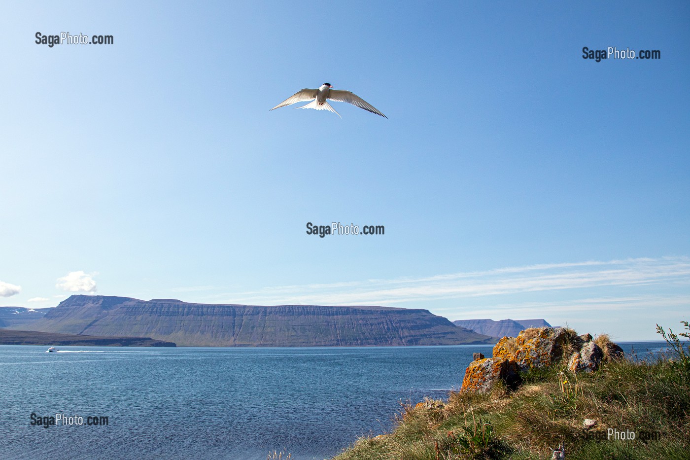 STERNES ARCTIQUES, ILE DE VIGUR, RESERVE ORNITHOLOGIQUE D'OISEAUX MARINS, FJORD ISAFJARDARJUP, ISLANDE, EUROPE 