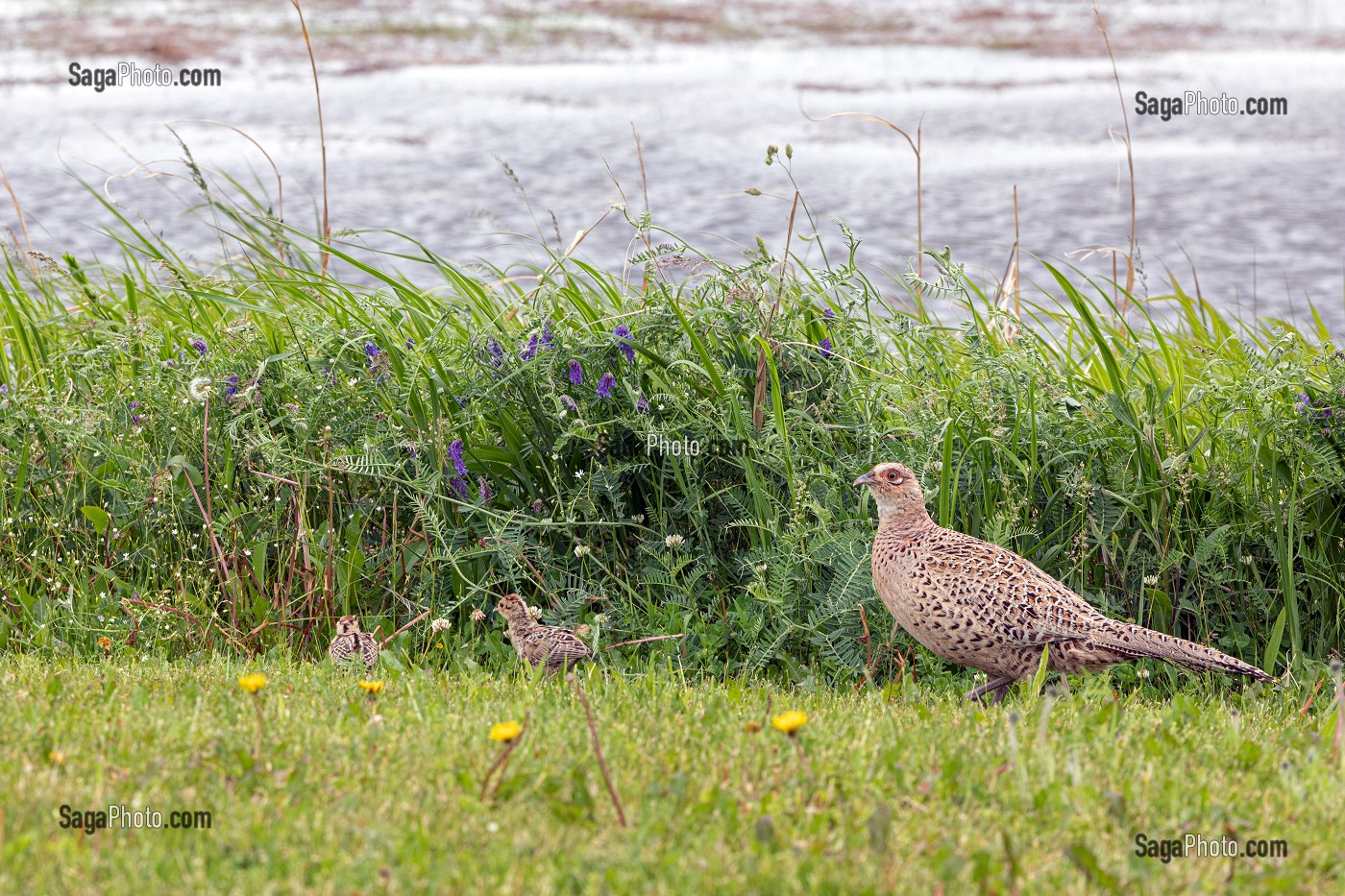POULE FAISANE AVEC SES PETITS EN BORD DE MER, BRETAGNE, FRANCE 