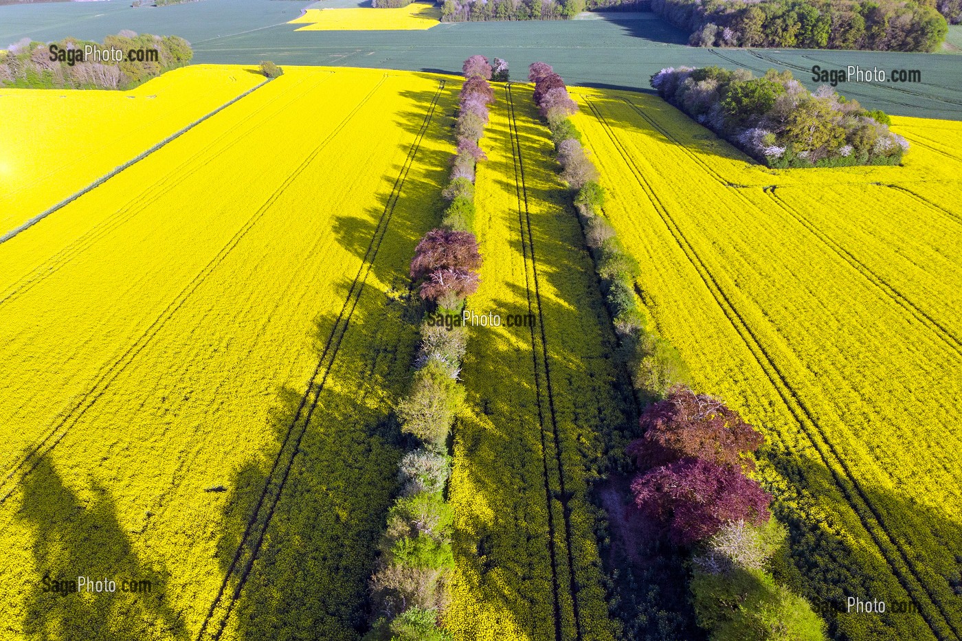 ALLEE D'ARBRES AU MILIEU DES CHAMPS DE COLZA, VUE AERIENNE DE LA VILLE DE RUGLES, EURE, NORMANDIE, FRANCE 