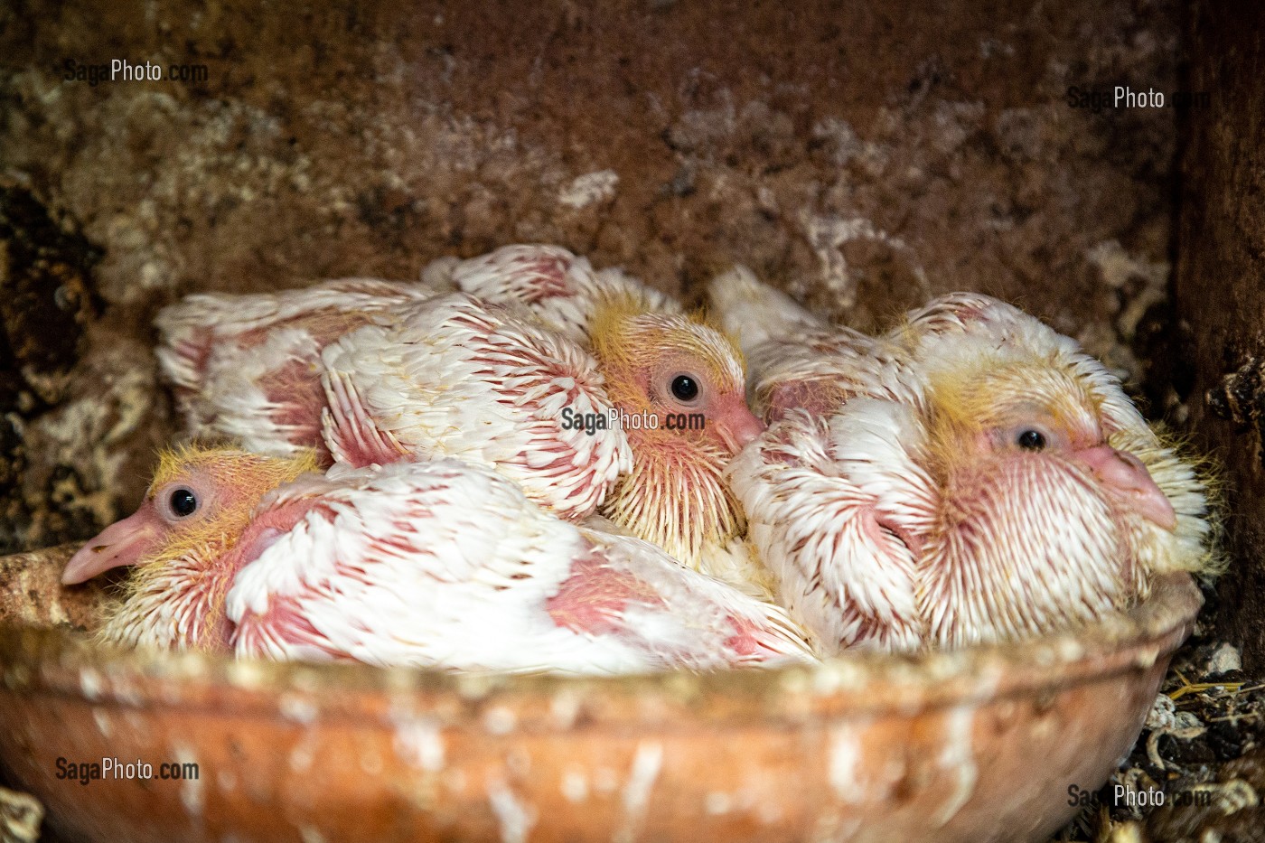 ELEVAGE DE PIGEON BLANCS PRES DE MARANS, (85) VENDEE, FRANCE 