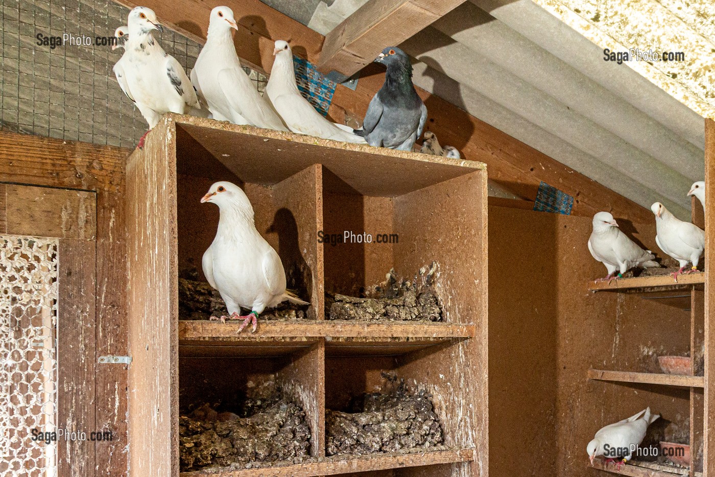 ELEVAGE DE PIGEON BLANCS PRES DE MARANS, (85) VENDEE, FRANCE 