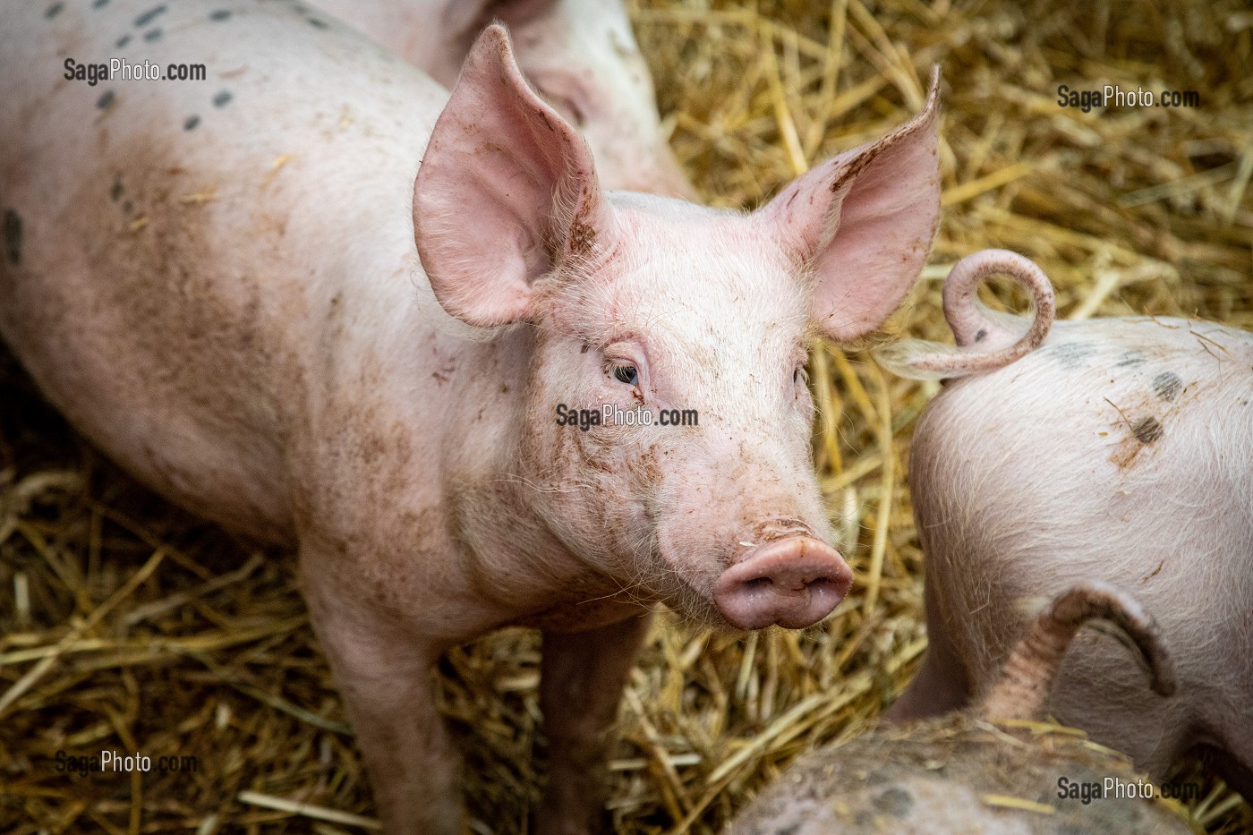 ELEVAGE DE COCHONS BIO EN PLEIN AIR, FERME BIO DES LYRE, LA VIEILLE-LYRE, FRANCE 