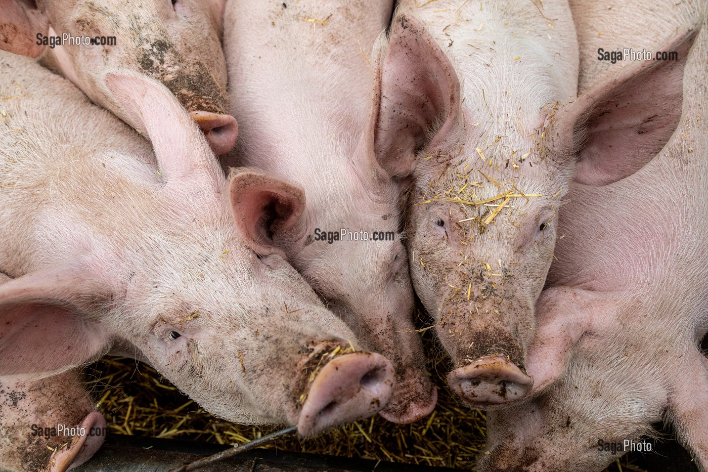 ELEVAGE DE COCHONS BIO EN PLEIN AIR, FERME BIO DES LYRE, LA VIEILLE-LYRE, FRANCE 