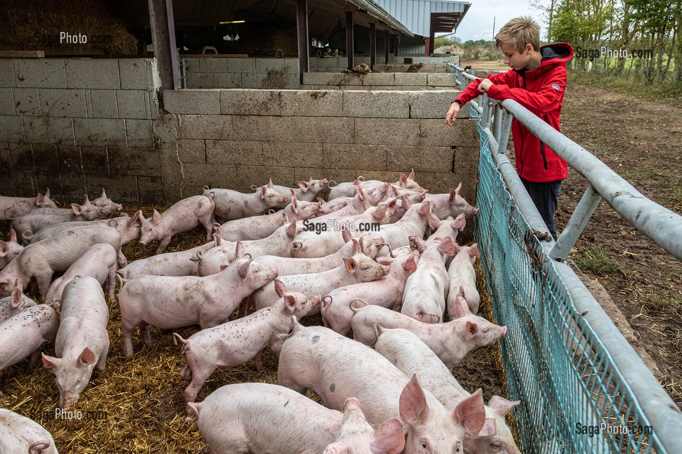 ELEVAGE DE COCHONS BIO EN PLEIN AIR, FERME BIO DES LYRE, LA VIEILLE-LYRE, FRANCE 