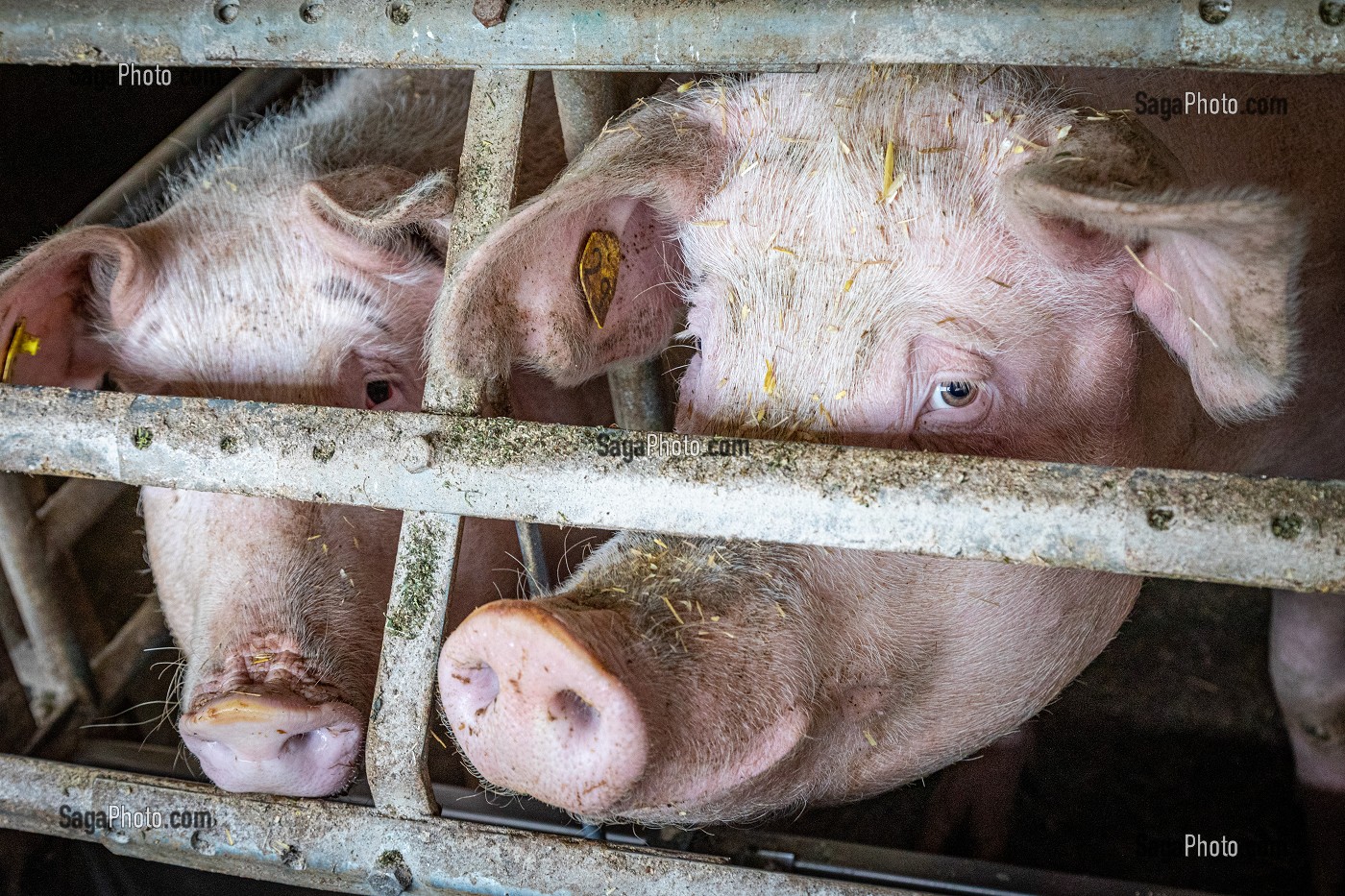 ELEVAGE DE COCHONS BIO EN PLEIN AIR, FERME BIO DES LYRE, LA VIEILLE-LYRE, FRANCE 