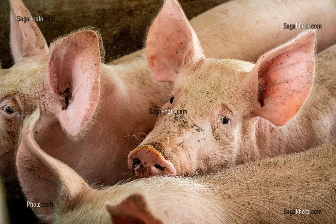 ELEVAGE DE COCHONS BIO EN PLEIN AIR, FERME BIO DES LYRE, LA VIEILLE-LYRE, FRANCE 