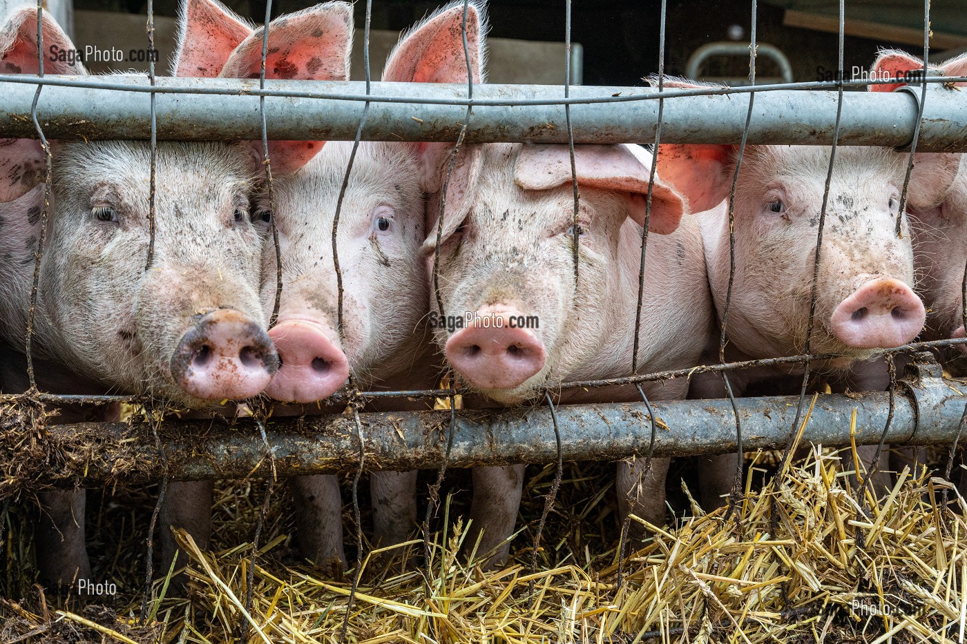 ELEVAGE DE COCHONS BIO EN PLEIN AIR, FERME BIO DES LYRE, LA VIEILLE-LYRE, FRANCE 