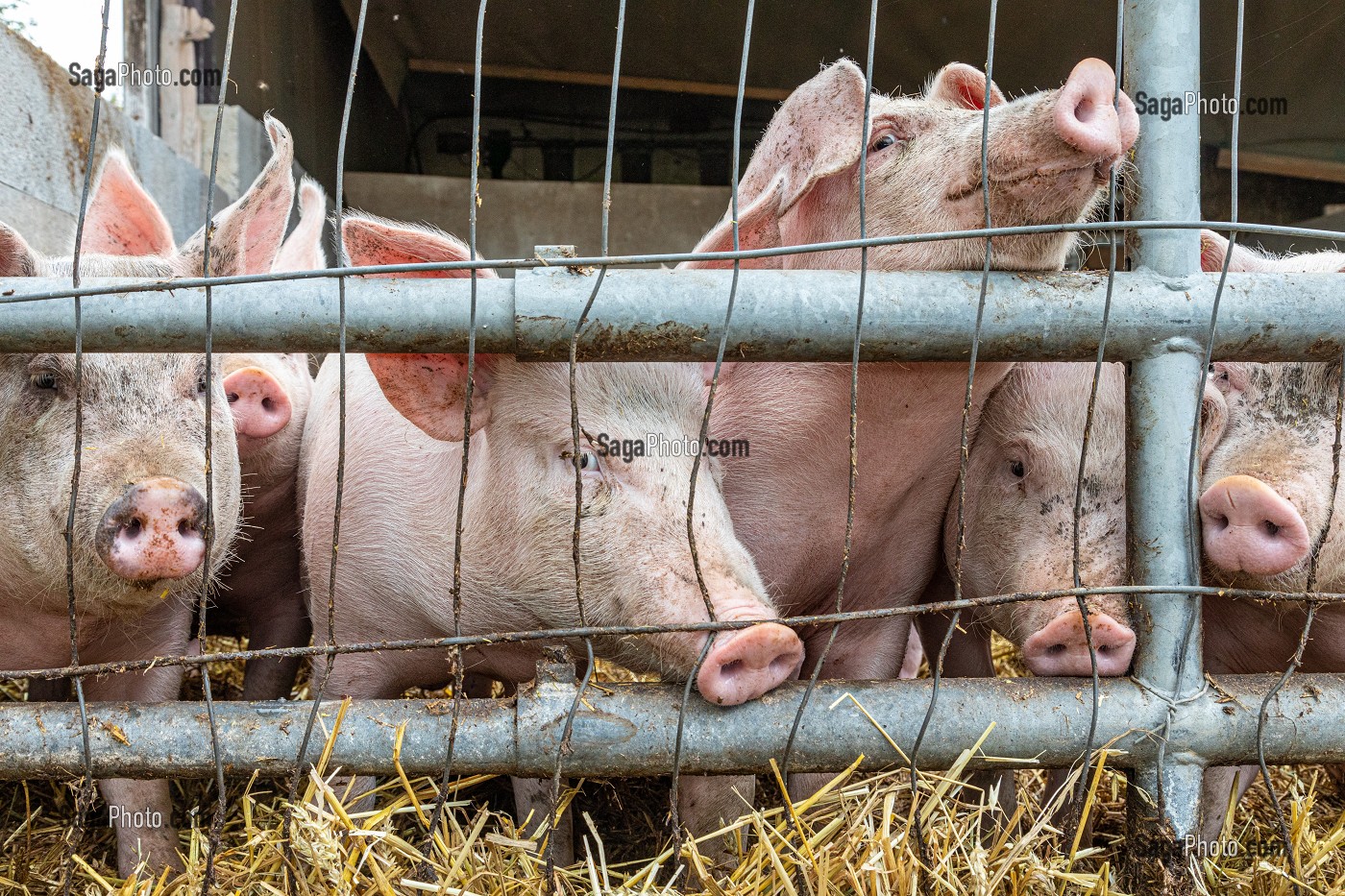 ELEVAGE DE COCHONS BIO EN PLEIN AIR, FERME BIO DES LYRE, LA VIEILLE-LYRE, FRANCE 