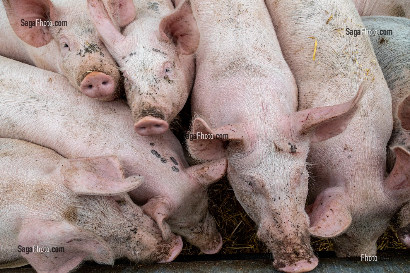 ELEVAGE DE COCHONS BIO EN PLEIN AIR, FERME BIO DES LYRE, LA VIEILLE-LYRE, FRANCE 