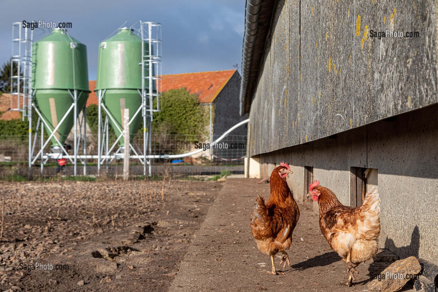 POULAILLER ET SILOS DE GRAIN DE NOURRITURE, ELEVAGE DE POULES PONDEUSES EN PLEIN AIR A LA FERME, SAINT-MARTIN-DE-BRETHENCOURT, YVELINES 