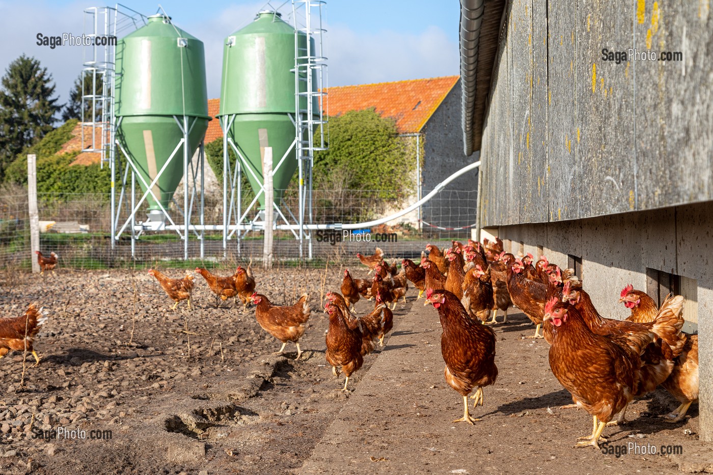 POULAILLER ET SILOS DE GRAIN DE NOURRITURE, ELEVAGE DE POULES PONDEUSES EN PLEIN AIR A LA FERME, SAINT-MARTIN-DE-BRETHENCOURT, YVELINES 