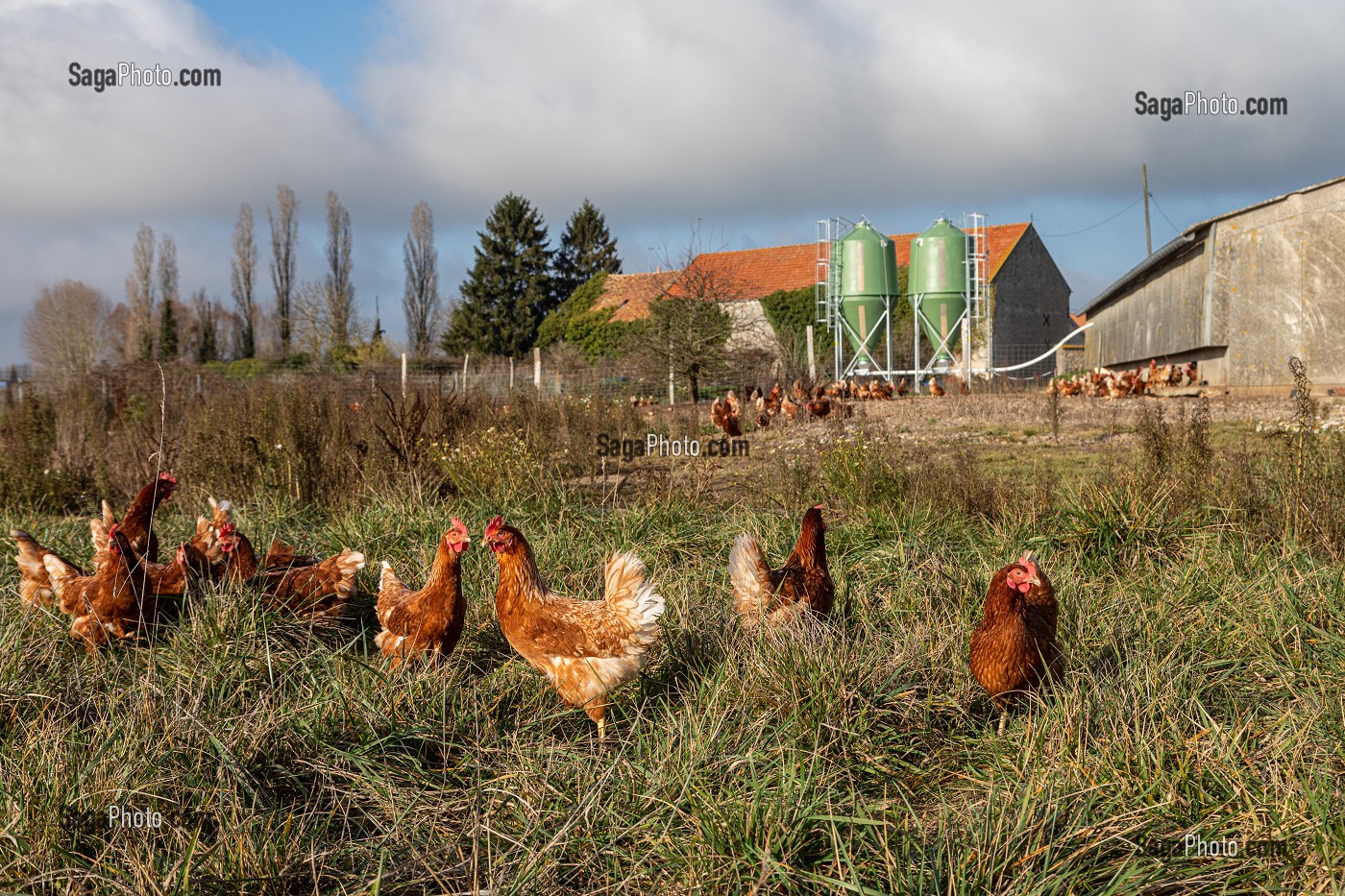 ELEVAGE DE POULES PONDEUSES EN PLEIN AIR A LA FERME, SAINT-MARTIN-DE-BRETHENCOURT, YVELINES 