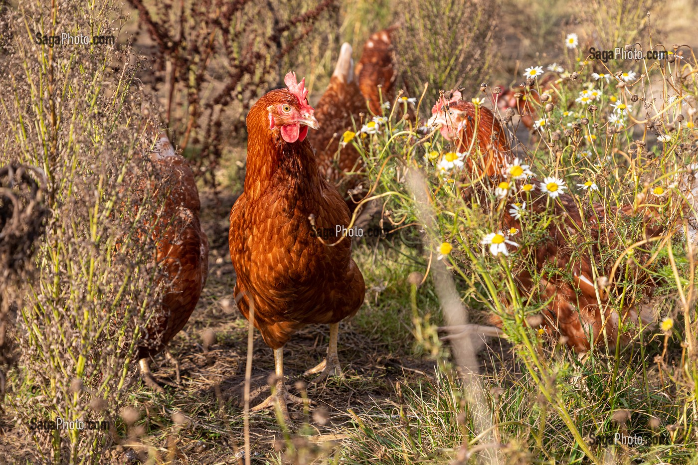 ELEVAGE DE POULES PONDEUSES EN PLEIN AIR A LA FERME, SAINT-MARTIN-DE-BRETHENCOURT, YVELINES 