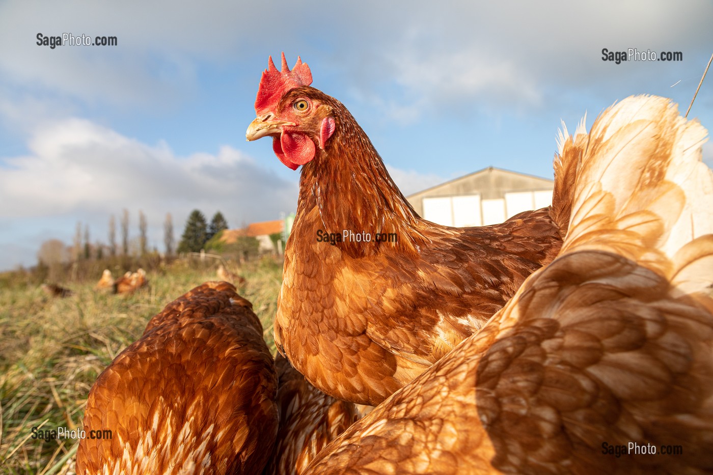 ELEVAGE DE POULES PONDEUSES EN PLEIN AIR A LA FERME, SAINT-MARTIN-DE-BRETHENCOURT, YVELINES 