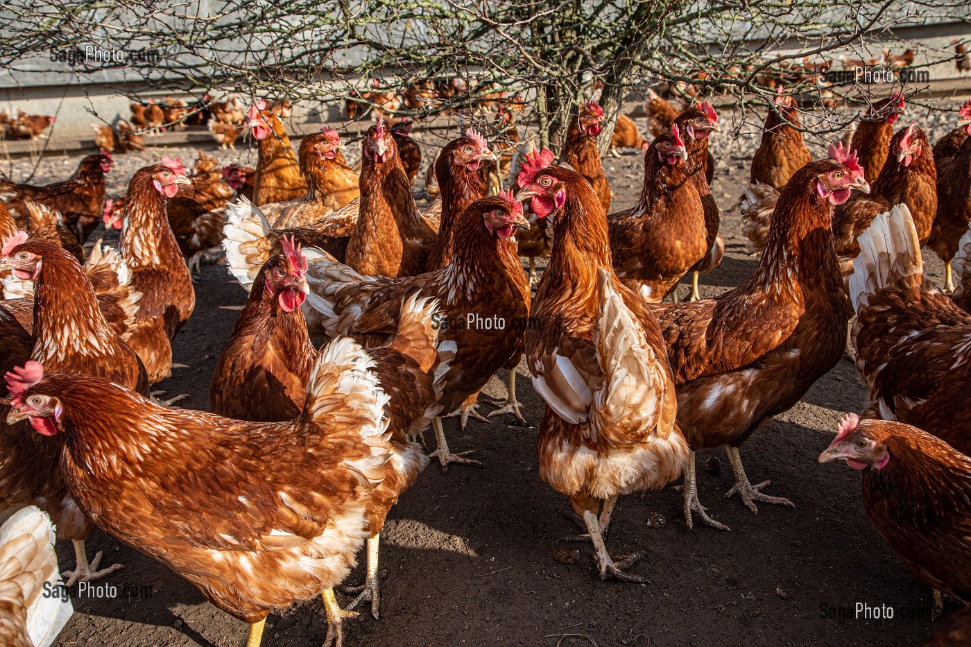 ELEVAGE DE POULES PONDEUSES EN PLEIN AIR A LA FERME, SAINT-MARTIN-DE-BRETHENCOURT, YVELINES 