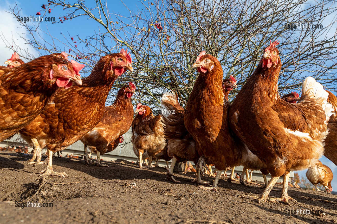 ELEVAGE DE POULES PONDEUSES EN PLEIN AIR A LA FERME, SAINT-MARTIN-DE-BRETHENCOURT, YVELINES 