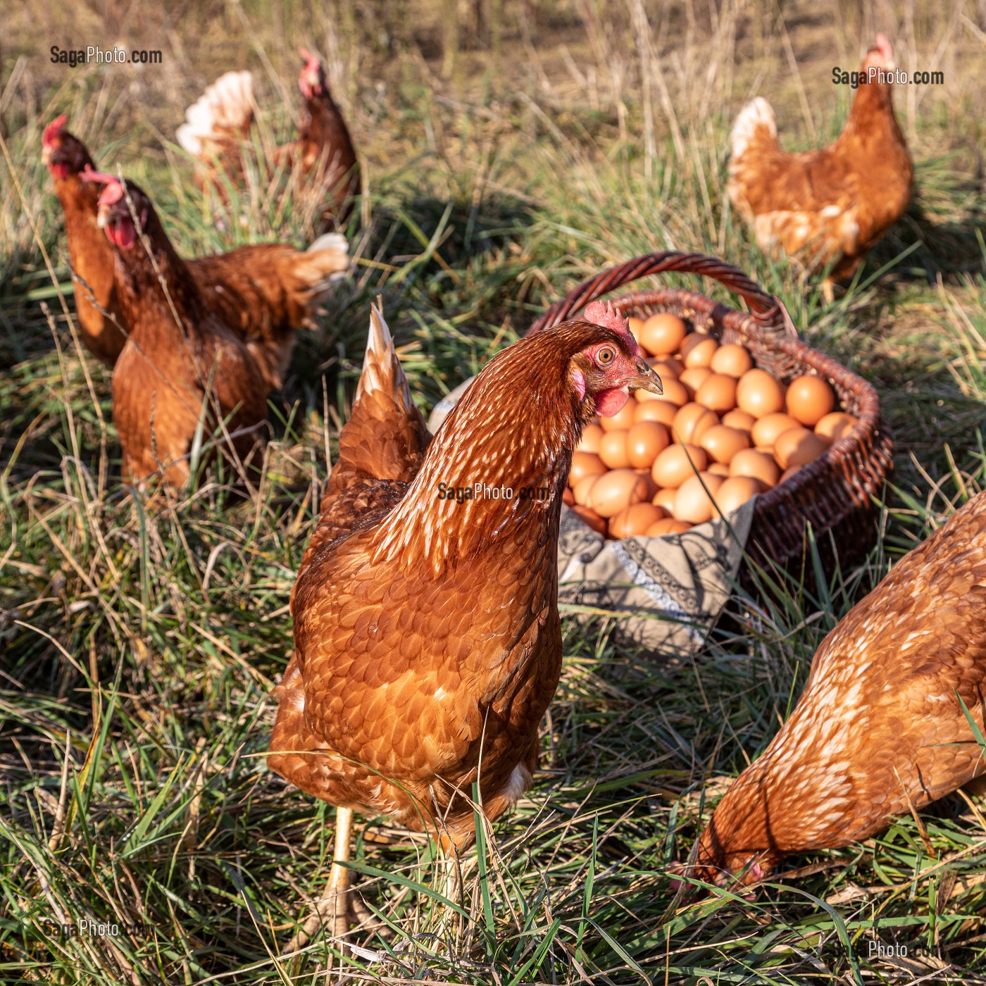 ELEVAGE DE POULES PONDEUSES EN PLEIN AIR A LA FERME, SAINT-MARTIN-DE-BRETHENCOURT, YVELINES 