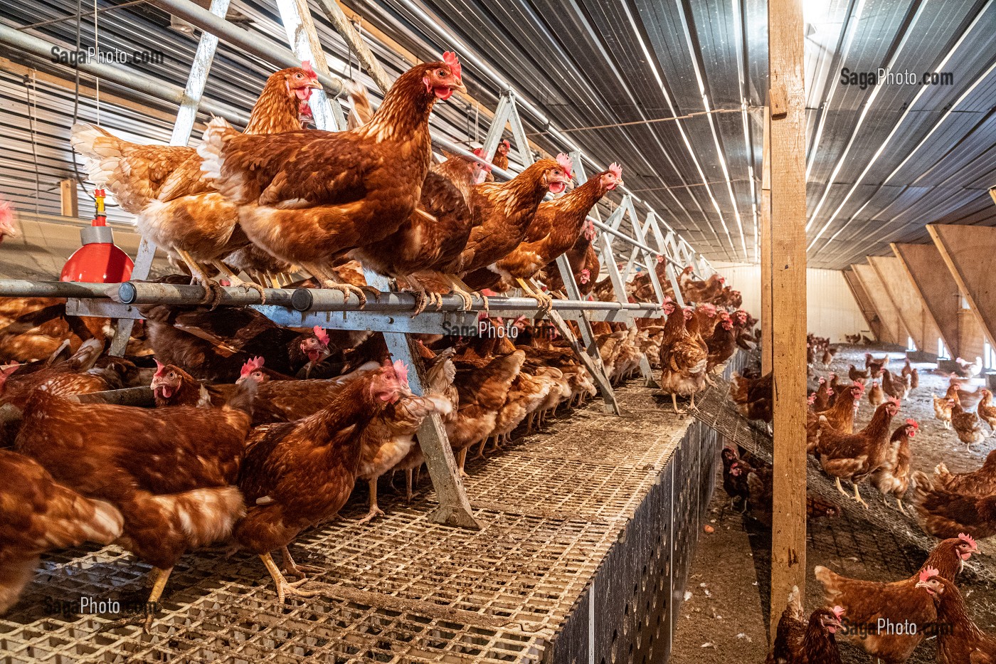 INTERIEUR DU POULAILLER, ELEVAGE DE POULES PONDEUSES EN PLEIN AIR A LA FERME, SAINT-MARTIN-DE-BRETHENCOURT, YVELINES 