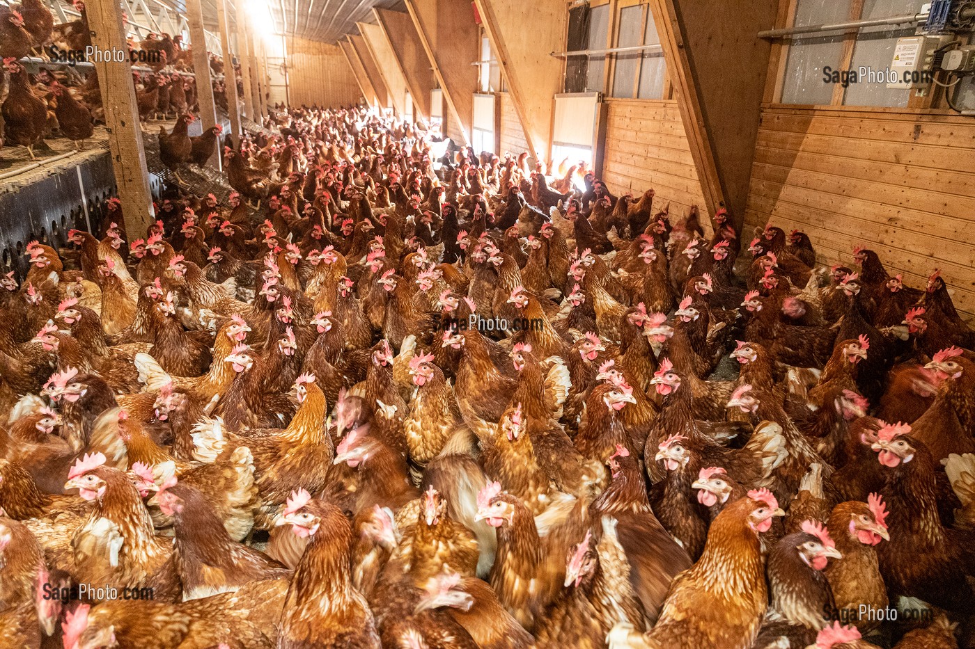 INTERIEUR DU POULAILLER, ELEVAGE DE POULES PONDEUSES EN PLEIN AIR A LA FERME, SAINT-MARTIN-DE-BRETHENCOURT, YVELINES 