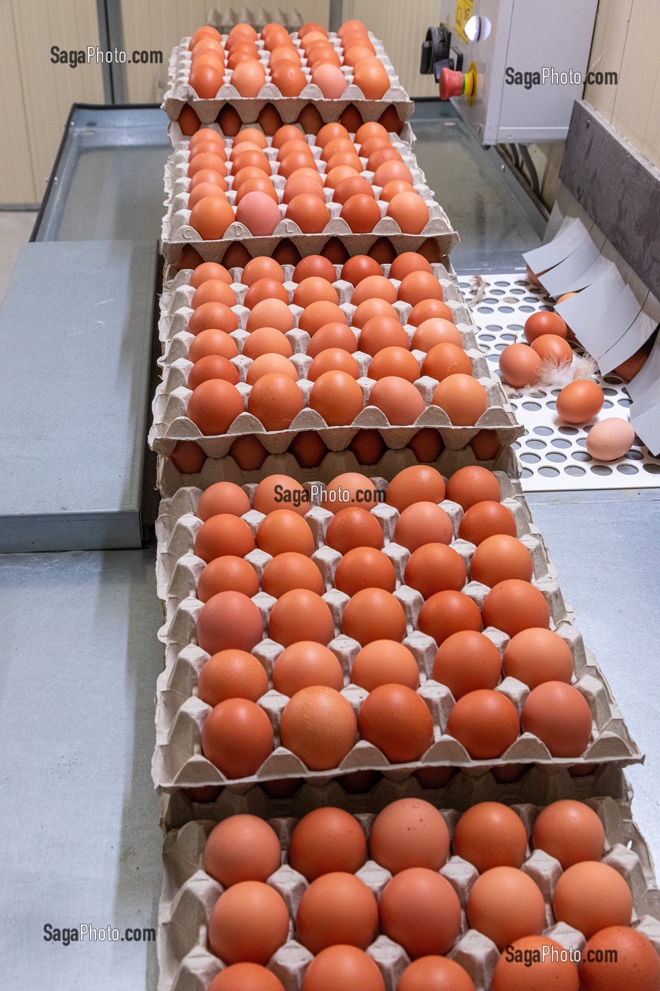 SALLE DE TRIAGE DES OEUFS, ZONE PROPRE ET CONTROLEE, ELEVAGE DE POULES PONDEUSES EN PLEIN AIR A LA FERME, MONSIEUR ET MADAME PATTE-GRANVILLAIN, SAINT-MARTIN-DE-BRETHENCOURT, YVELINES 