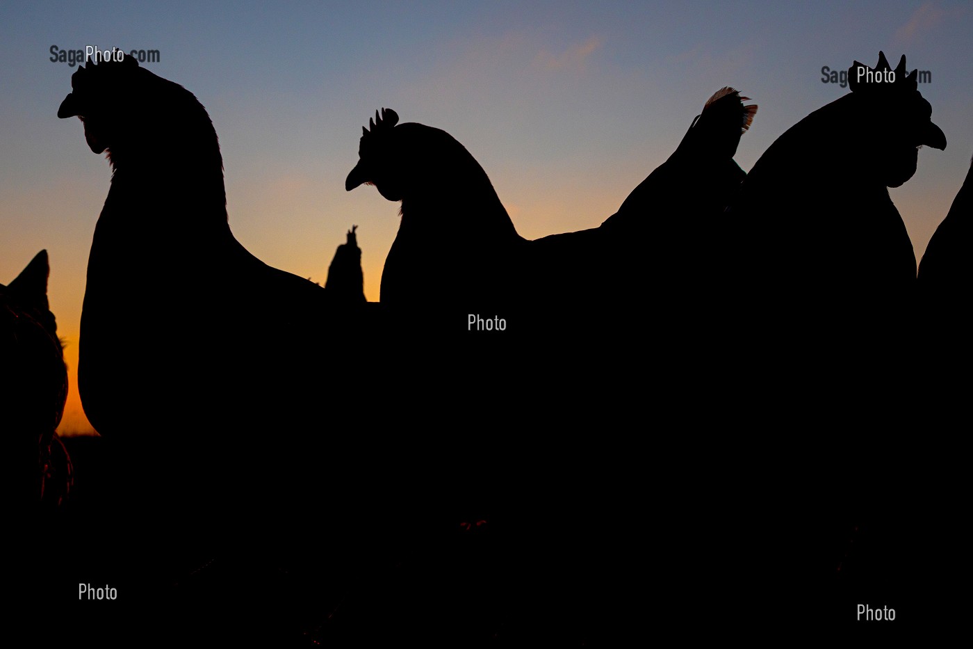 POULES EN CONTRE-JOUR, ELEVAGE DE POULES PONDEUSES EN PLEIN AIR A LA FERME, MONSIEUR ET MADAME PATTE-GRANVILLAIN, SAINT-MARTIN-DE-BRETHENCOURT, YVELINES 