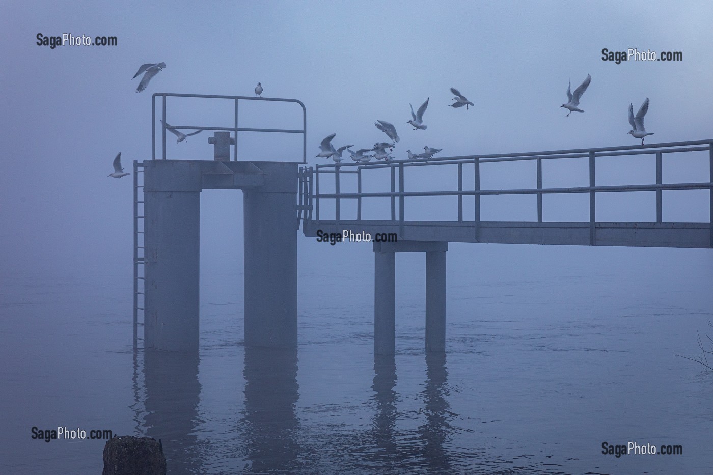 PONTON ET MOUETTES SUR LES BORDS DE LA SEINE DANS LA BRUME MATINALE, LES-ANDELYS, (27) EURE, HAUTE-NORMANDIE, NORMANDIE, FRANCE 