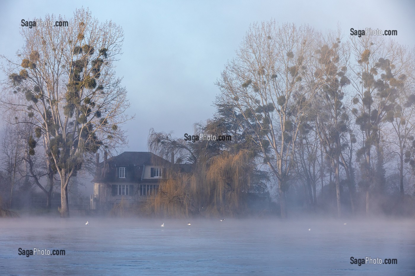 BORDS DE LA SEINE DANS LA BRUME MATINALE, LES-ANDELYS, (27) EURE, HAUTE-NORMANDIE, NORMANDIE, FRANCE 