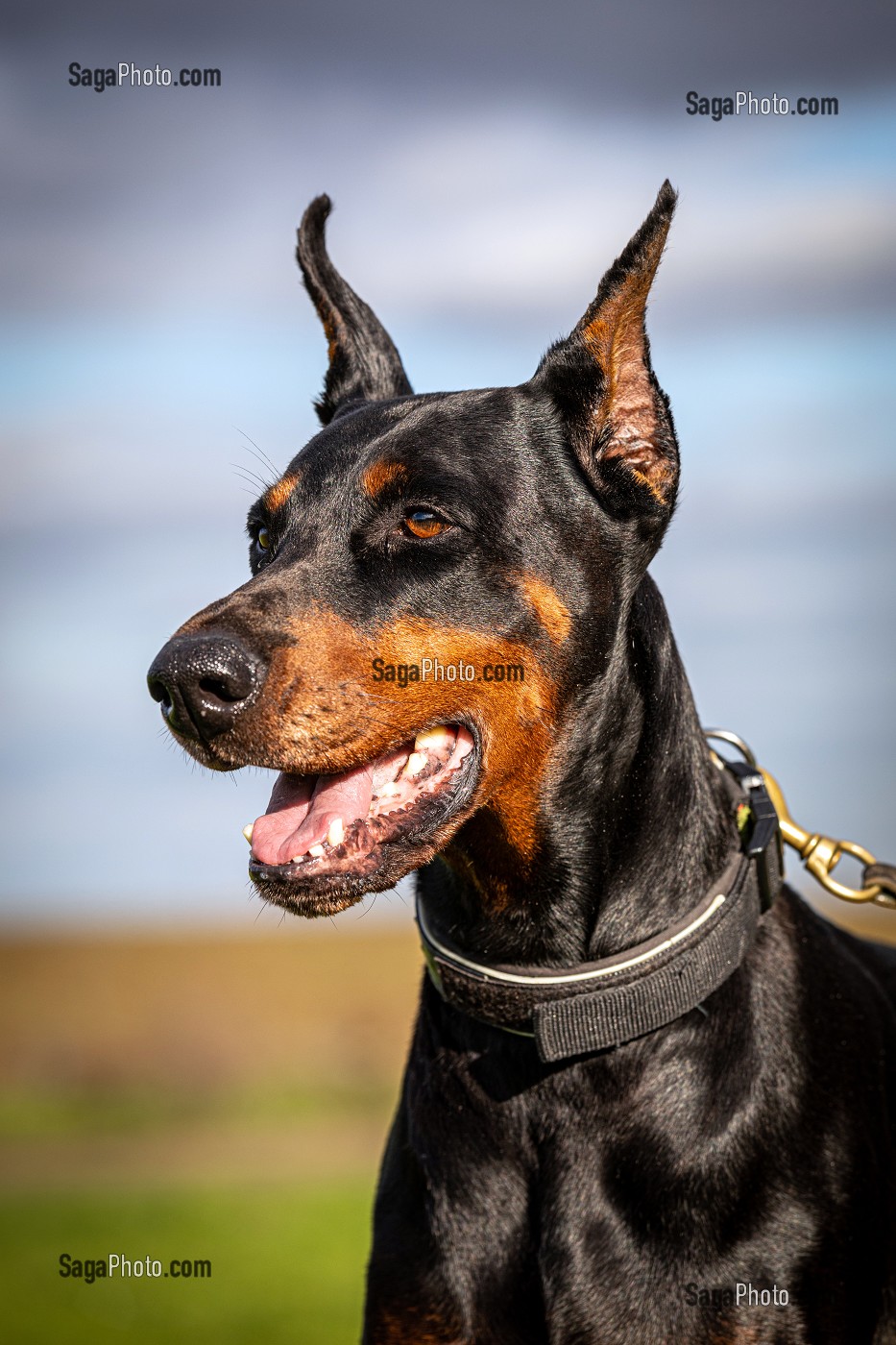CHIEN DE RACE DOBERMAN 