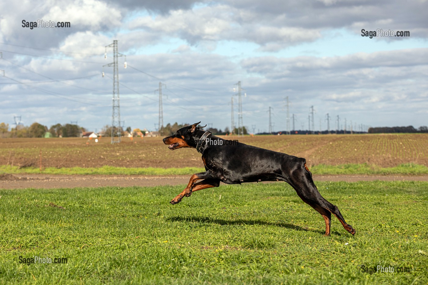 CHIEN DE RACE DOBERMAN 