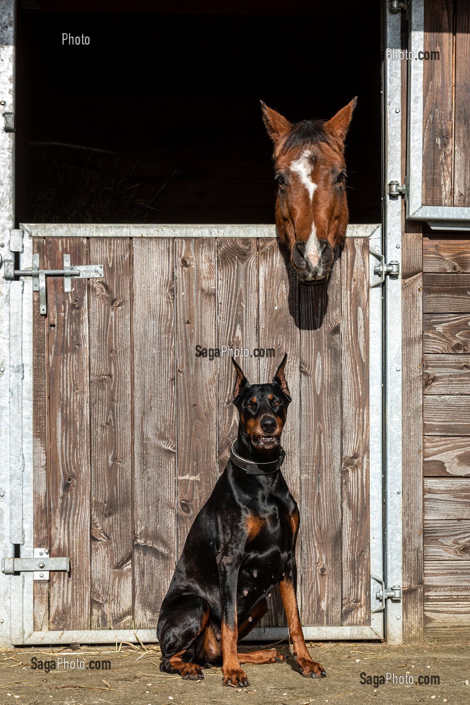 CHIEN DE RACE DOBERMAN A L'ENTREE DU HARAS AVEC LE CHEVAL DANS SON BOX, (28) EURE-ET-LOIR, CENTRE, CENTRE-VAL DE LOIRE, FRANCE 