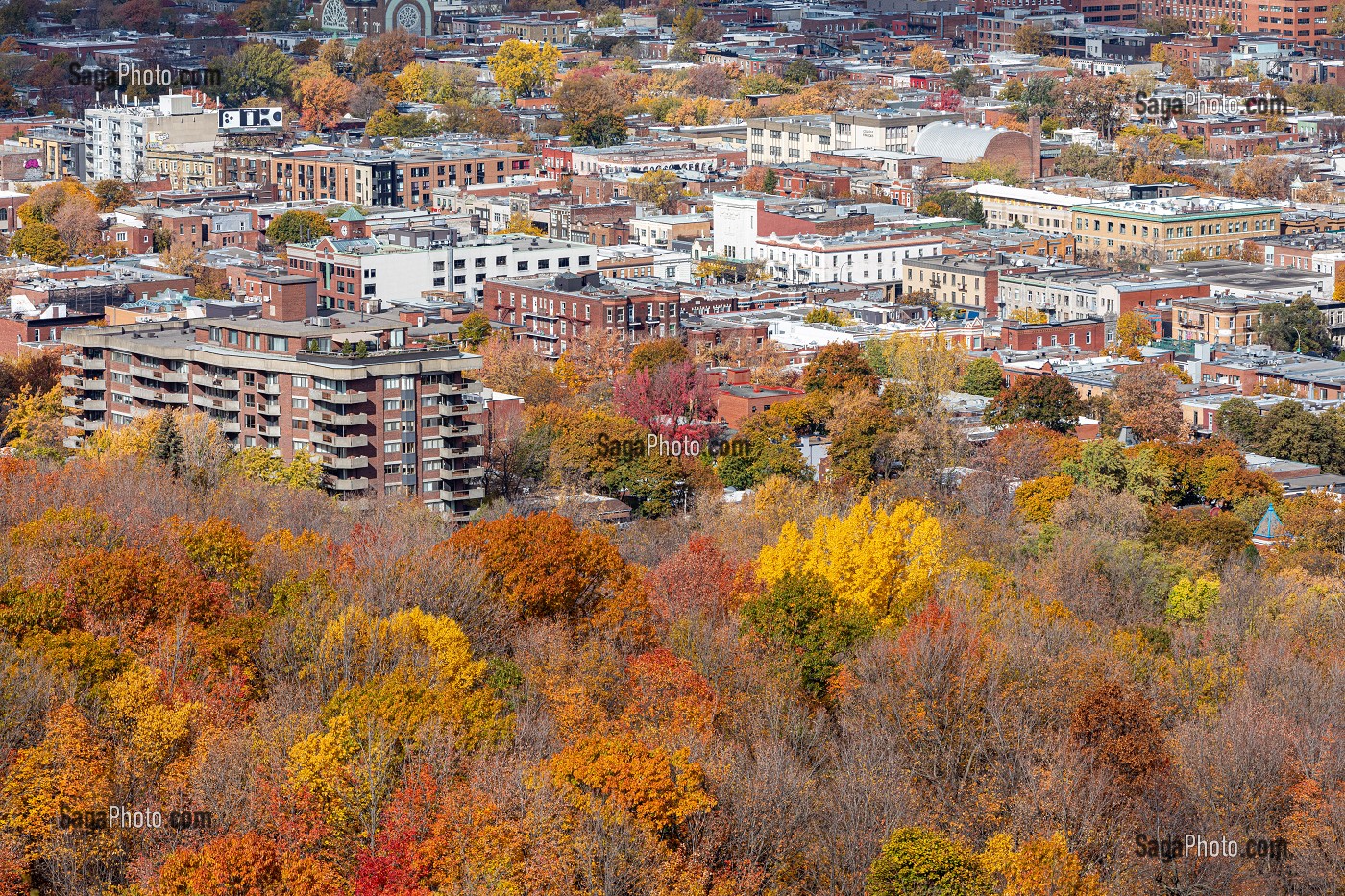 COULEURS D'AUTOMNE DANS LE PARC DU MONT-ROYAL ET VUE SUR LES QUARTIERS RESIDENTIELS DE LA VILLE DE MONTREAL, QUEBEC, CANADA 