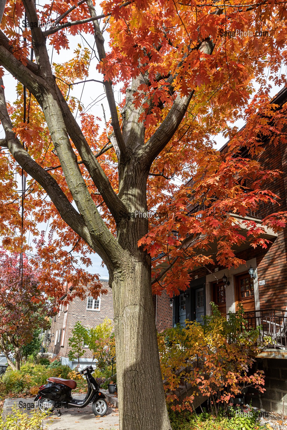 COULEURS D'AUTOMNE PRES DE L'UNIVERSITE DE MONTREAL, AVENUE DE DARLINGTON, MONTREAL, QUEBEC, CANADA 