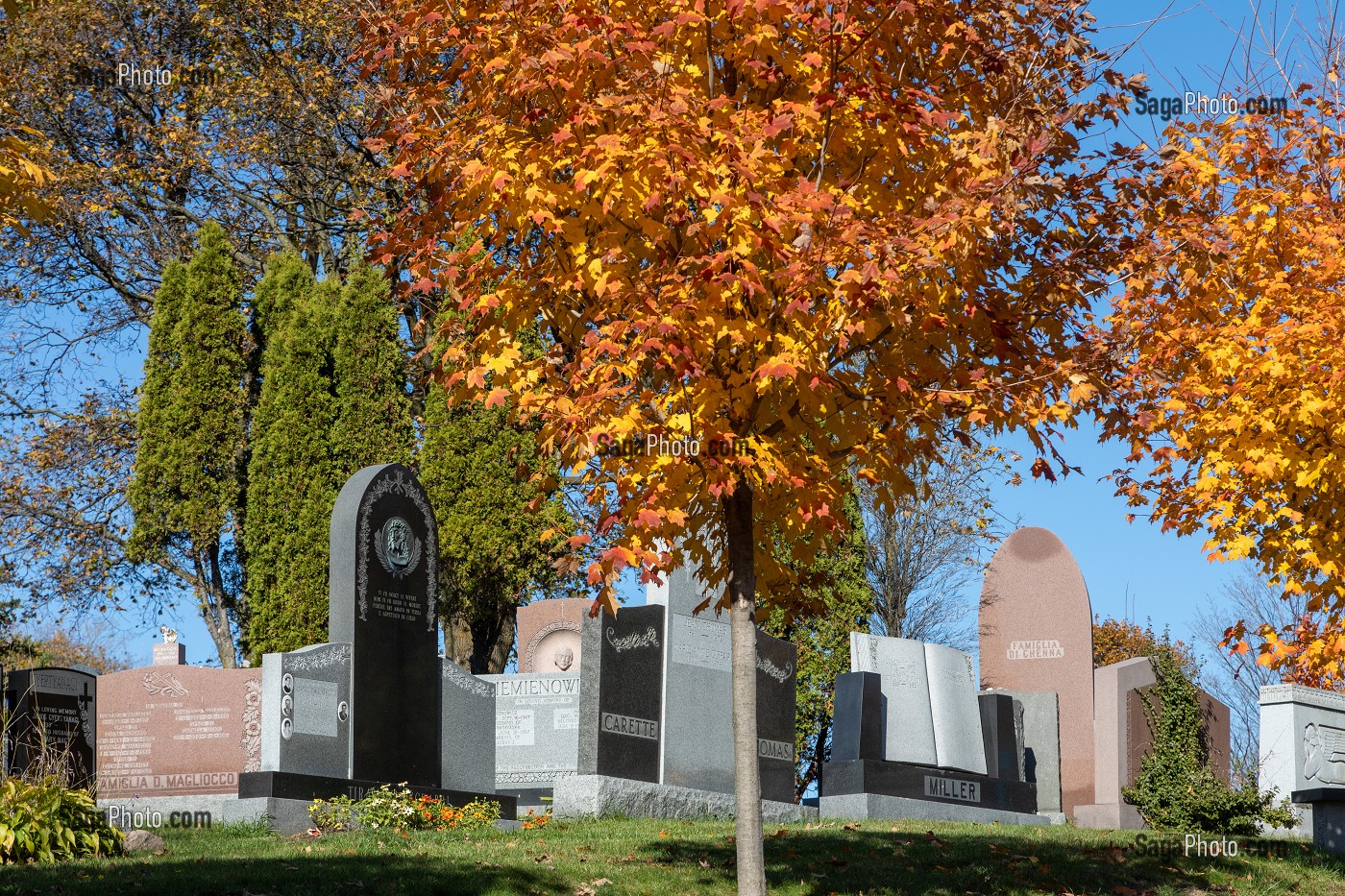 CIMETIERE NOTRE-DAME DES NEIGES, PARC DU MONT-ROYAL AUX COULEURS D'AUTOMNE, MONTREAL, QUEBEC, CANADA 