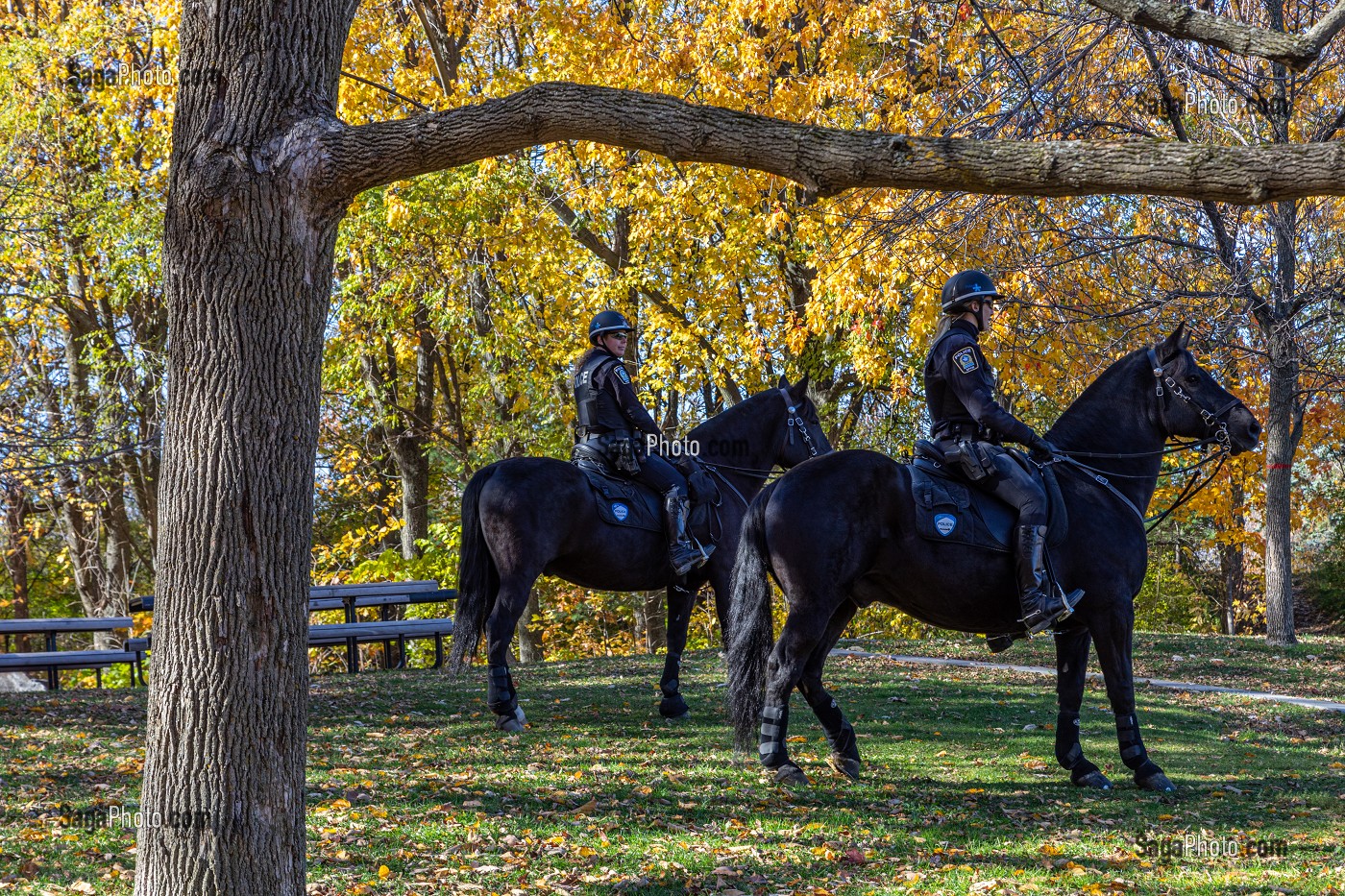 FEMMES POLICIERES, POLICE MONTEE A CHEVAL, PARC DU MONT-ROYAL AUX COULEURS D'AUTOMNE, MONTREAL, QUEBEC, CANADA 