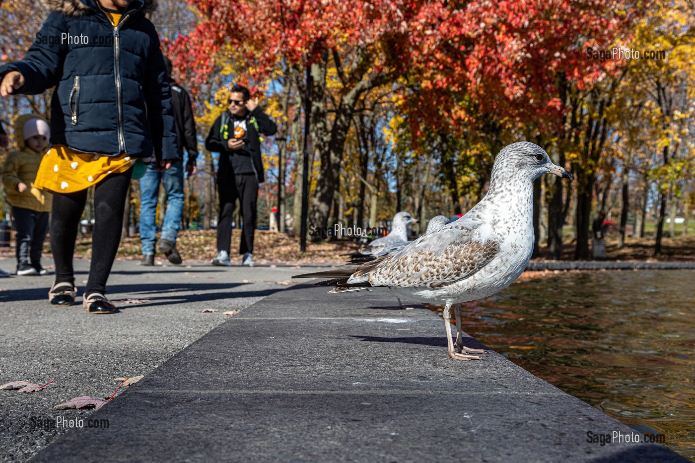 MOUETTES ET BALADE AUTOUR DU LAC AUX CASTORS, PARC DU MONT-ROYAL AUX COULEURS D'AUTOMNE, MONTREAL, QUEBEC, CANADA 