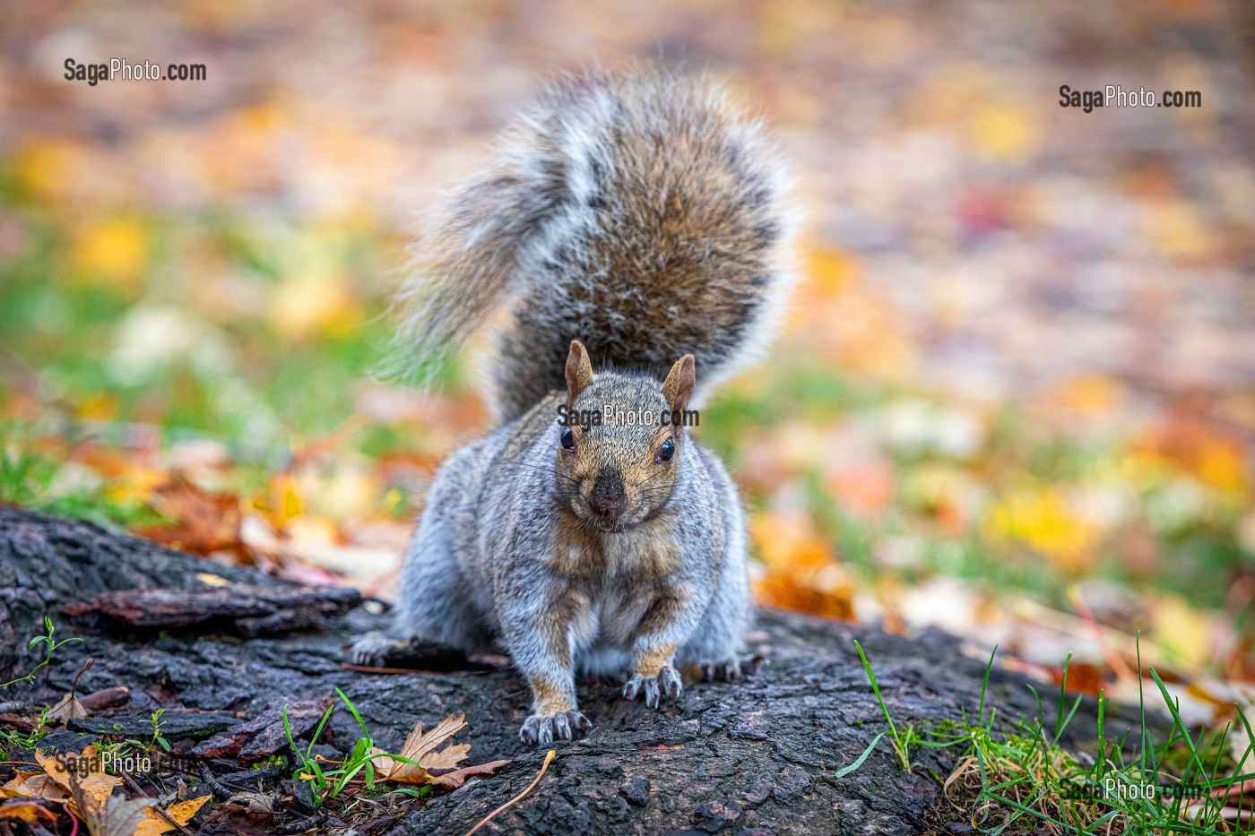 ECUREUIL GRIS DANS LES RUES, PARCS ET JARDINS DE LA VILLE, MONTREAL, QUEBEC, CANADA 