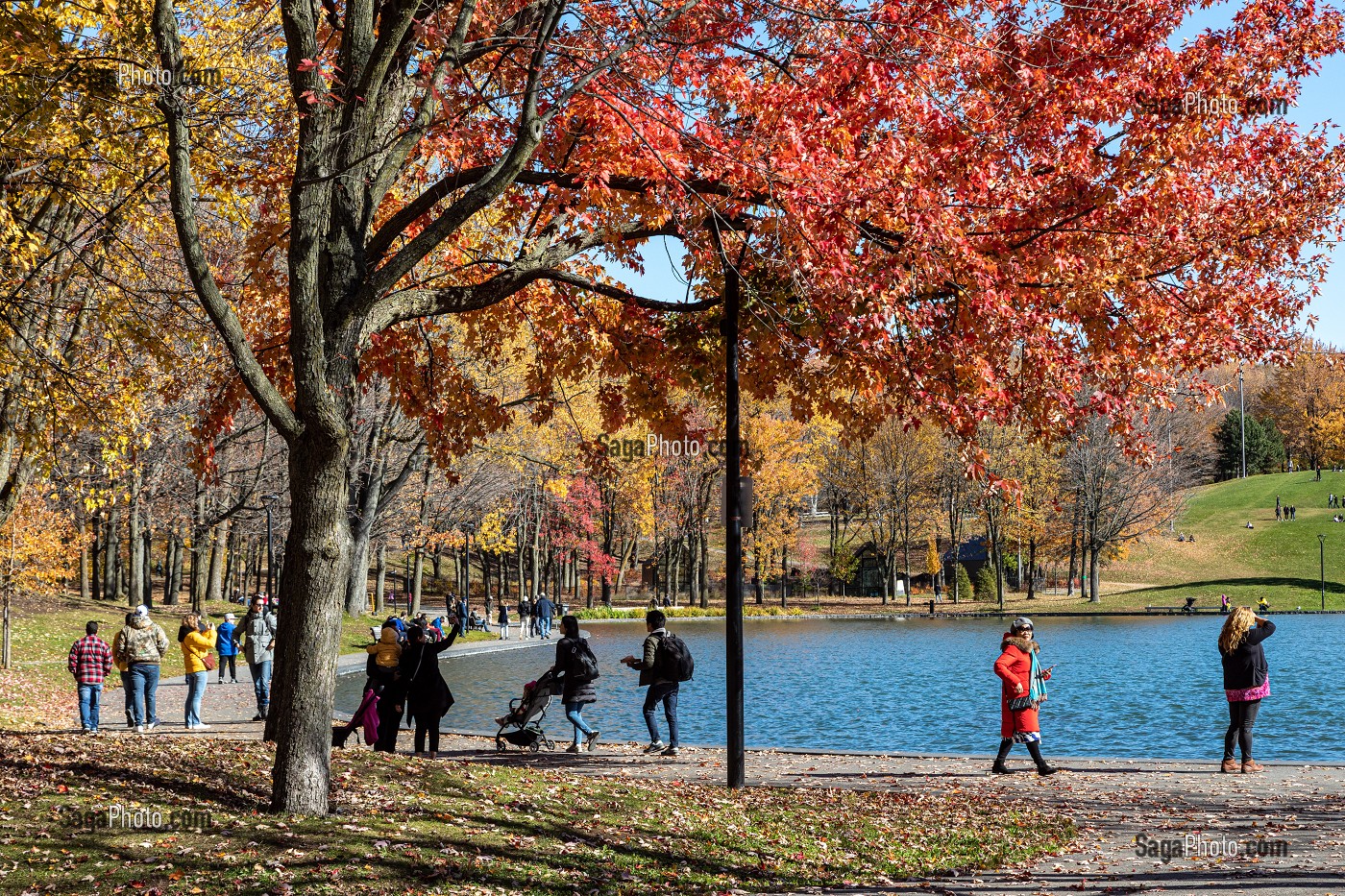 BALADE AUTOUR DU LAC AUX CASTORS, PARC DU MONT-ROYAL AUX COULEURS D'AUTOMNE, MONTREAL, QUEBEC, CANADA 