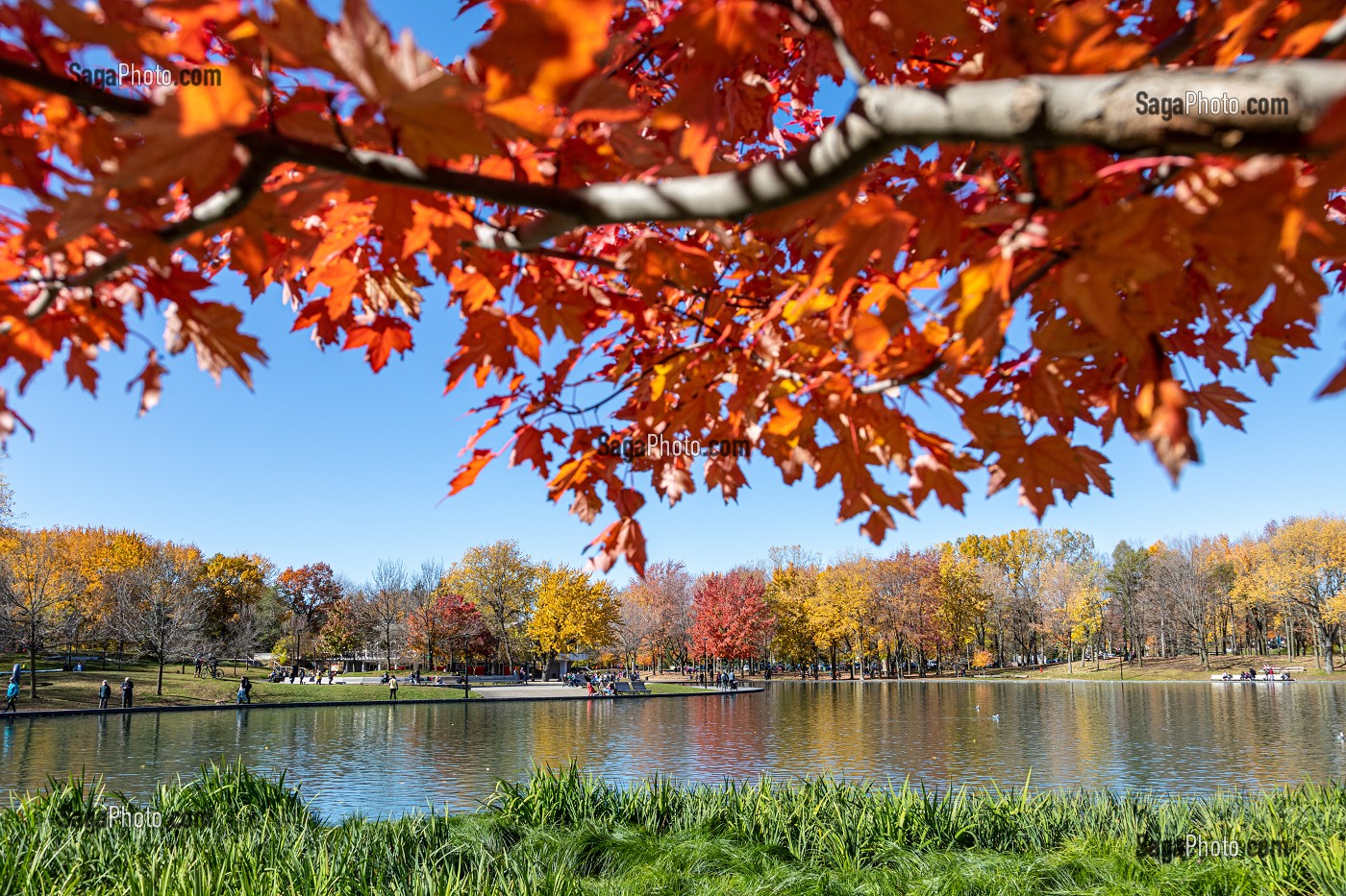 LAC AUX CASTORS, PARC DU MONT-ROYAL AUX COULEURS D'AUTOMNE, MONTREAL, QUEBEC, CANADA 