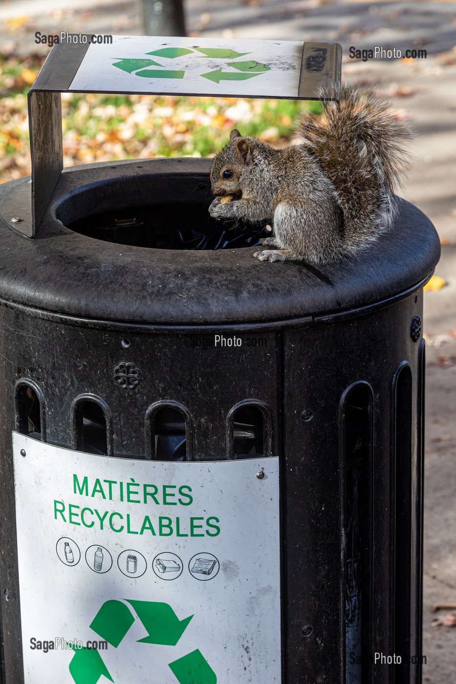 ECUREUIL GRIS EN CHARGE DES MATIERES RECYCLABLES, PARC MOLSON, MONTREAL, QUEBEC, CANADA 