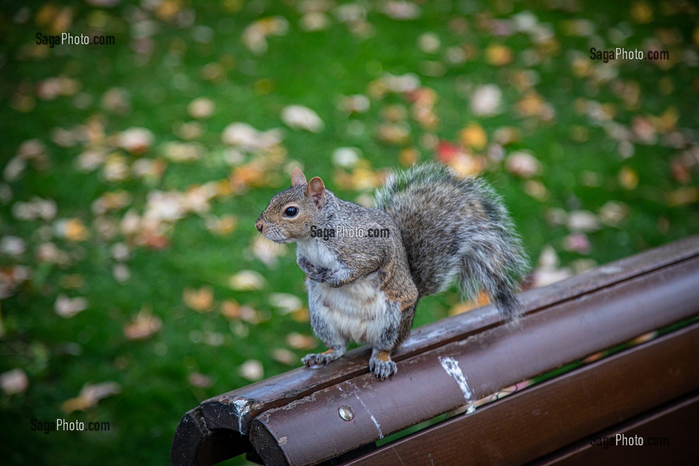 ECUREUIL GRIS DANS LE PARC AUX COULEURS D'AUTOMNE, SQUARE DORCHESTER, PLACE DU CANADA, MONTREAL, QUEBEC, CANADA 