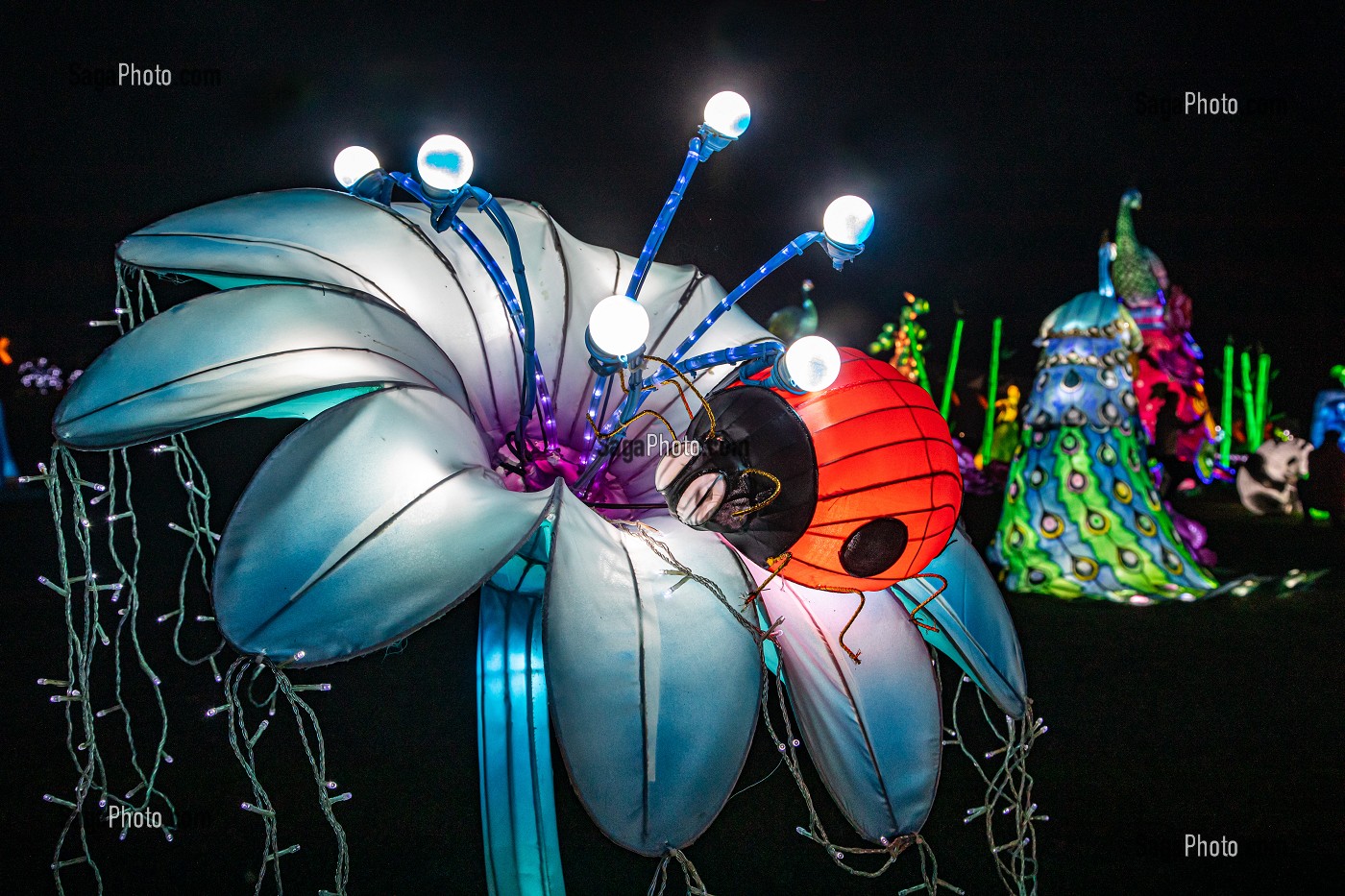 COCCINELLE DANS LA FLEUR, FEUX FOLLETS, LUMIERE SUR LA CHINE, PARC JEAN DRAPEAU, ILE SAINTE-HELENE, MONTREAL, QUEBEC, CANADA 