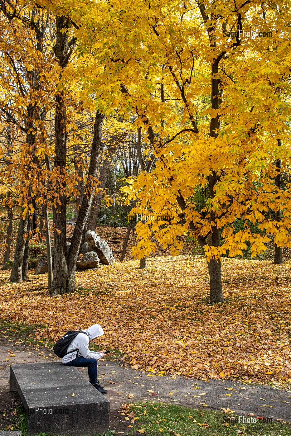 COULEURS D'AUTOMNE PRES DE L'UNIVERSITE DE MONTREAL, PARC DU CHEMIN DE LA RAMPE, MONTREAL, QUEBEC, CANADA 