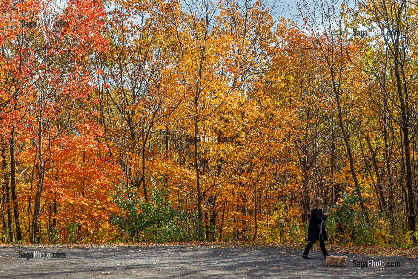 FEMME EN BALADE AVEC SON CHIEN AU MILIEU DES COULEURS D'AUTOMNE DANS LE PARC DU MONT-ROYAL, MONTREAL, QUEBEC, CANADA 