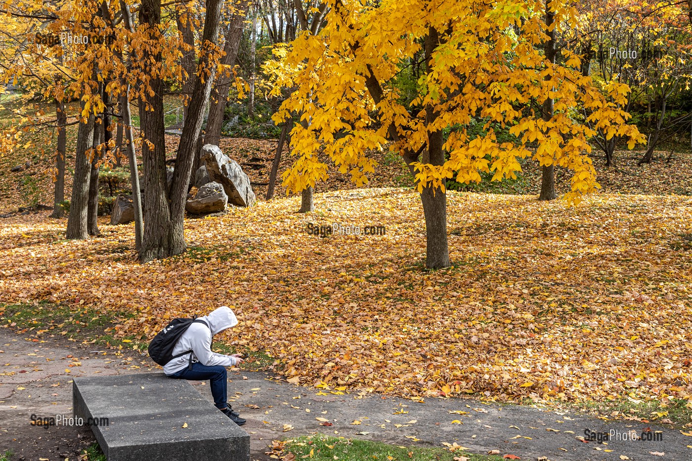 COULEURS D'AUTOMNE PRES DE L'UNIVERSITE DE MONTREAL, PARC DU CHEMIN DE LA RAMPE, MONTREAL, QUEBEC, CANADA 