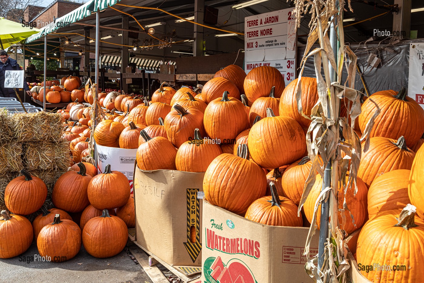 CITROUILLES EN VENTE POUR LES DECORATIONS D'HALLOWEEN, QUARTIER COTE DES NEIGES, MONTREAL, QUEBEC, CANADA 