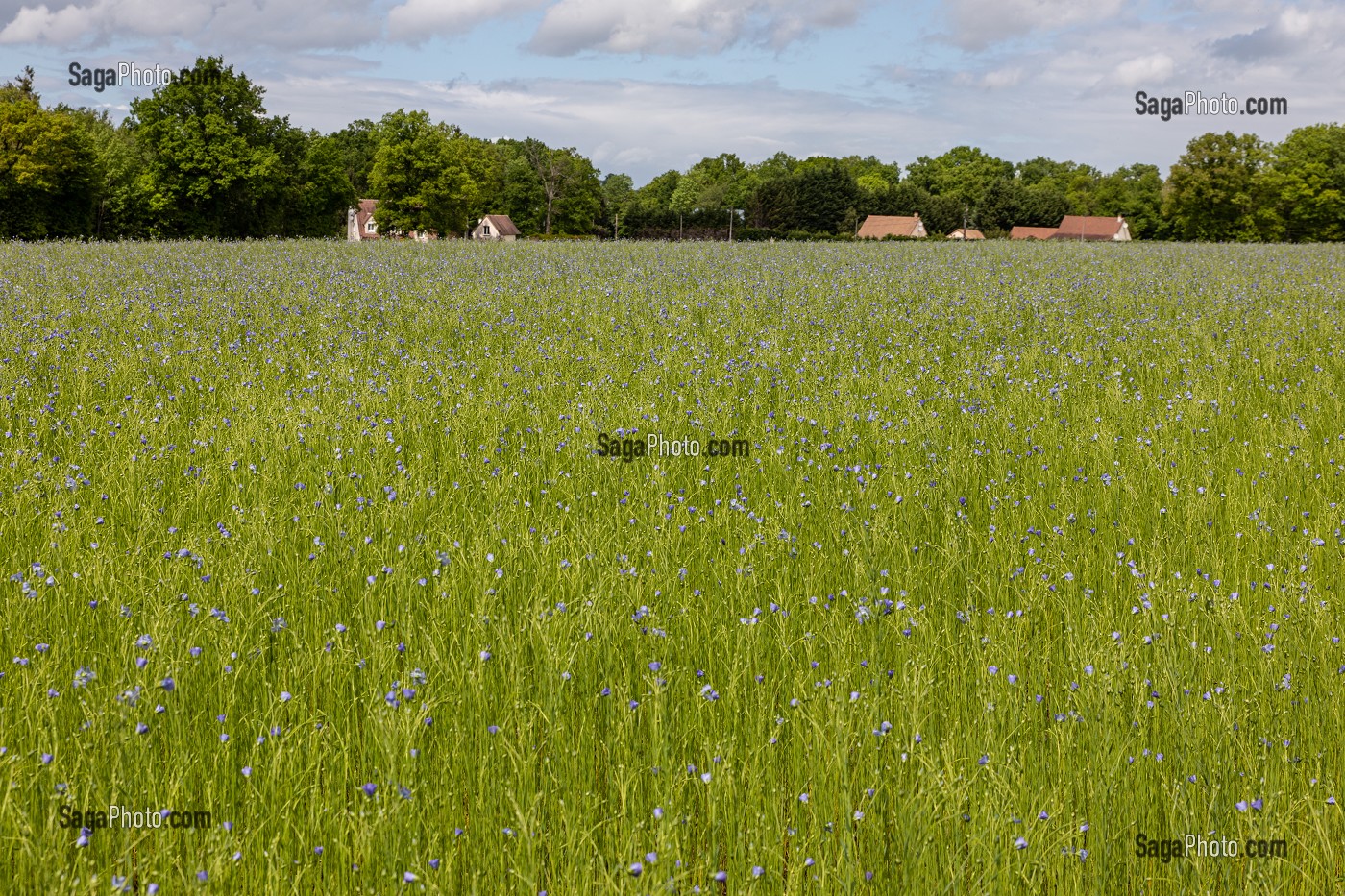 CHAMPS DE CULTURE DE LIN EN FLEURS, NORMANDIE, FRANCE 