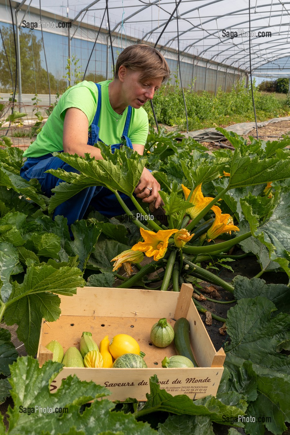 CHRISTELLE MARAICHERE DE TERRE FERME DANS SA SERRE, RAMASSE DES COURGETTES, CHERONVILLIERS, EURE, NORMANDIE, FRANCE, EUROPE 