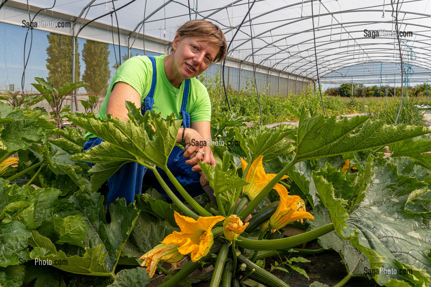 CHRISTELLE MARAICHERE DE TERRE FERME DANS SA SERRE, RAMASSE DES COURGETTES, CHERONVILLIERS, EURE, NORMANDIE, FRANCE, EUROPE 